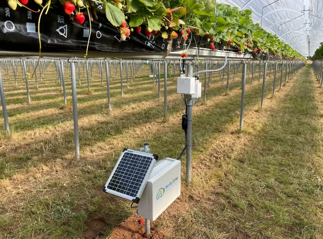 WolkyTolky Drain Monitoring System embaixo de uma bancada de morangos