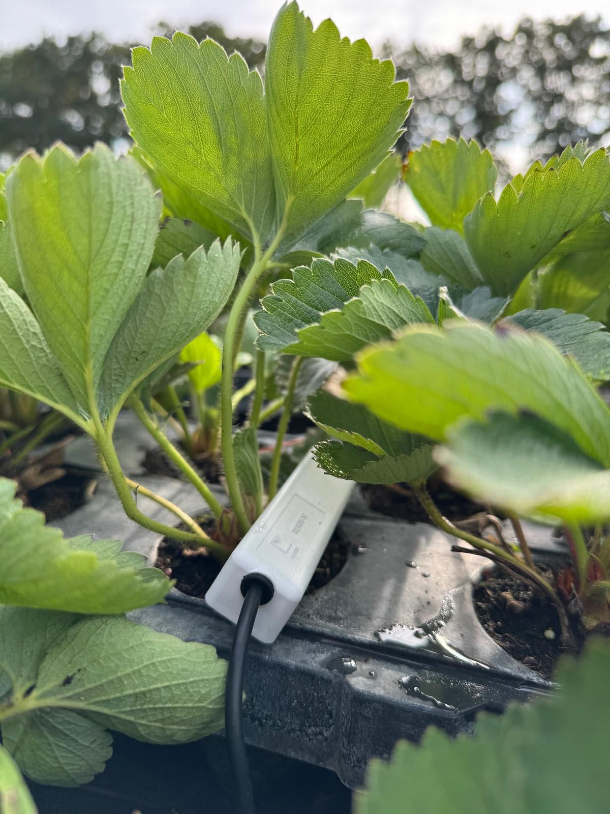 Sensor de umidade do solo em uma bandeja com mudas de morango