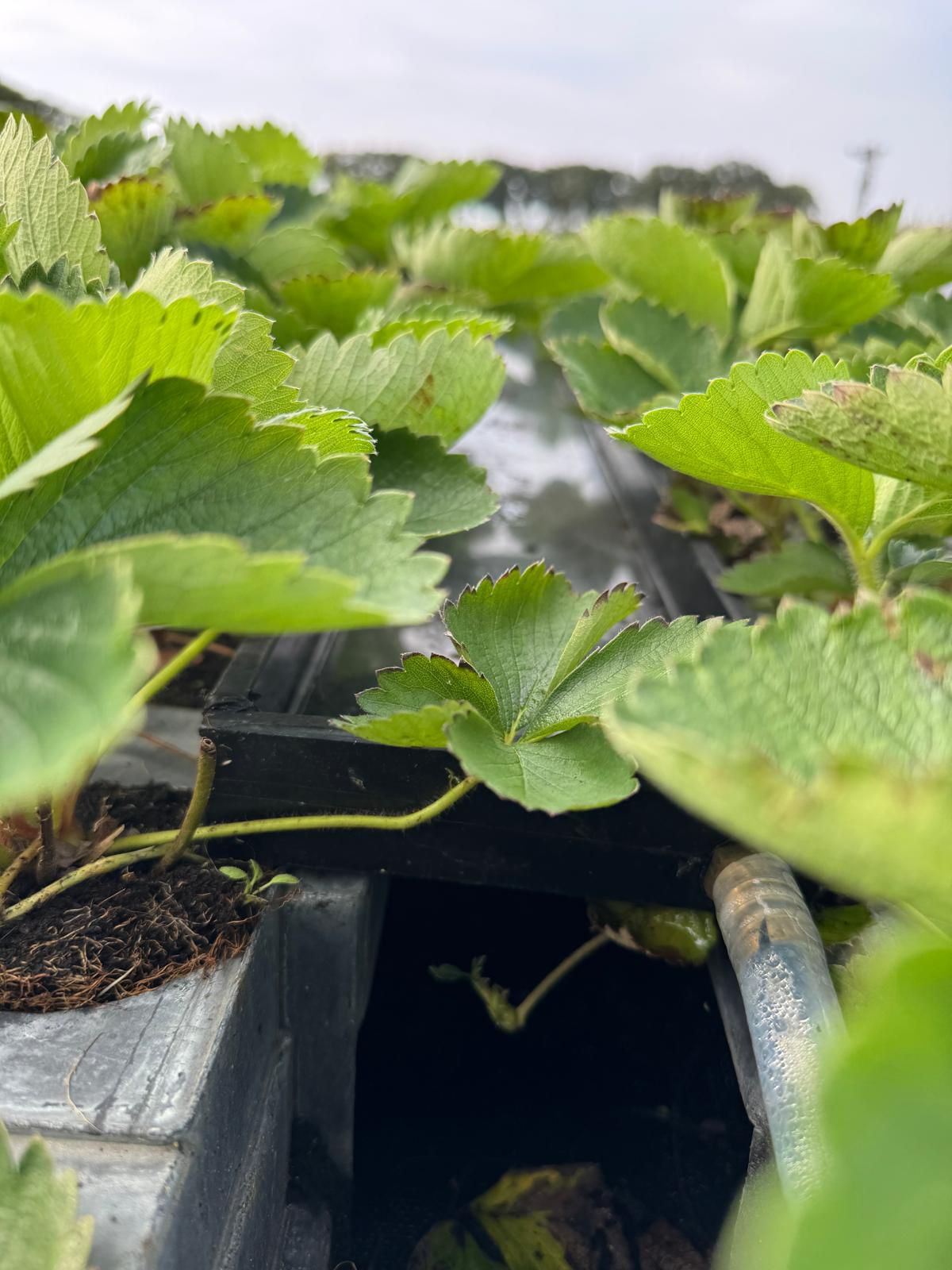 Instalação de medição do Flow IN em mudas de morango em bandejas