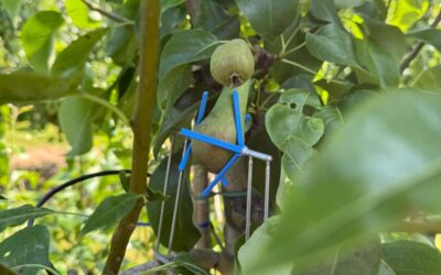 Fruticultores da Zelândia conduzem o pomar com dados – como a Wolky Tolky ajuda