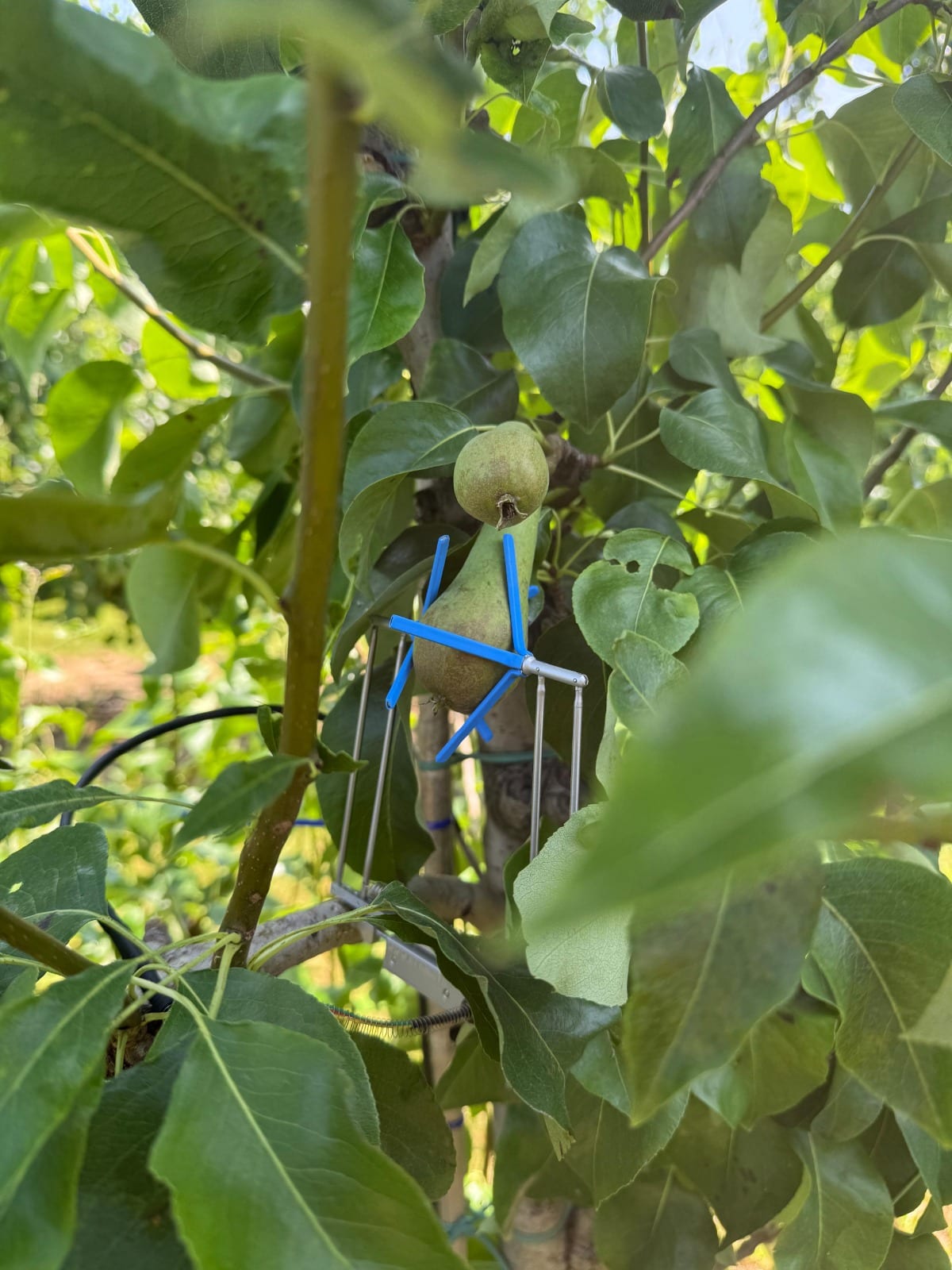 Fruticultores da Zelândia conduzem o pomar com dados – como a Wolky Tolky ajuda