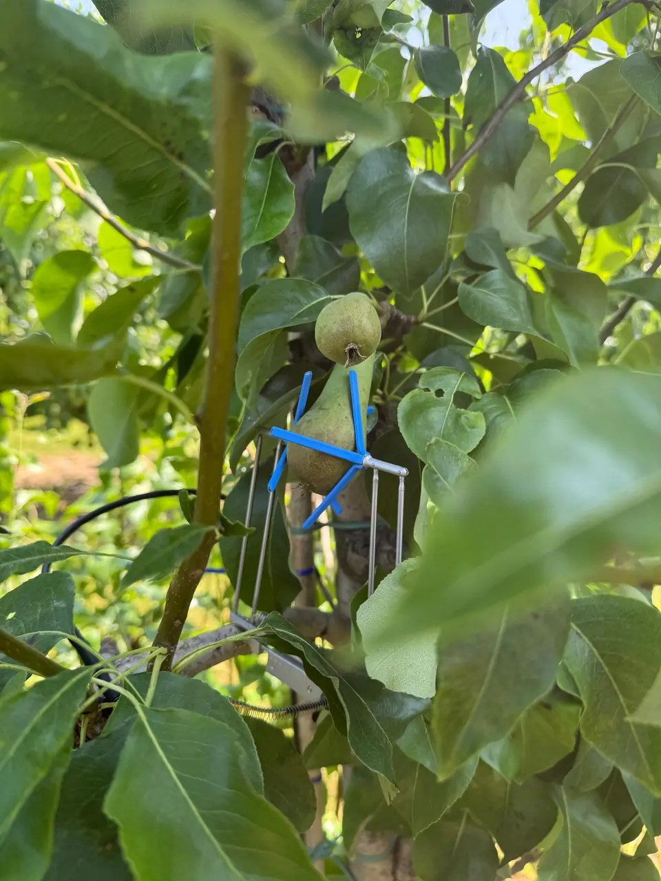 Dendrometer aan een peer in de boomgaard