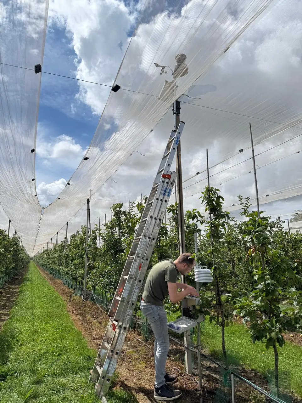 Een station wordt in een boomgaard onder hagelnet geplaatst